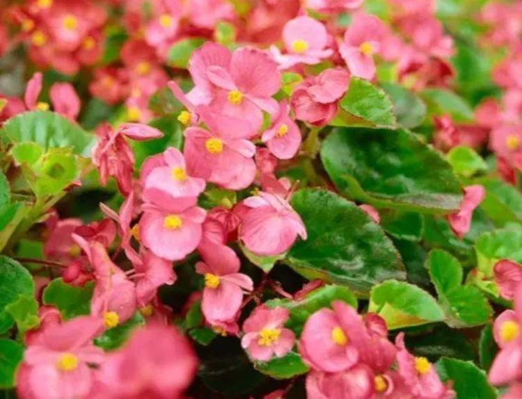 花卉|从6月7日开始，家养此款花卉，花叶具美，花儿轻松开爆盆