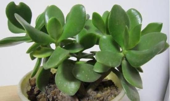 初春养花,把控住这3方面,可免植物被冻坏、被害虫蛰伤