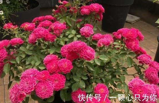 绿化带的月季没人管也开得很好,为啥自己家的月季就那么难养呢