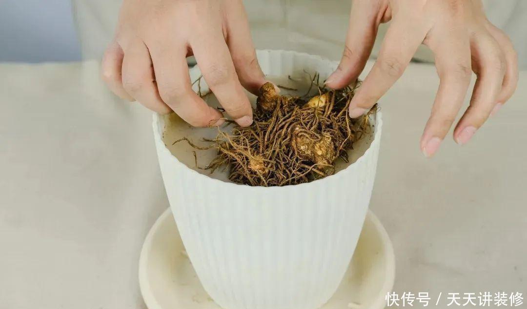 落新妇耐寒又耐阴,颜值高,气质佳,今年最流行!