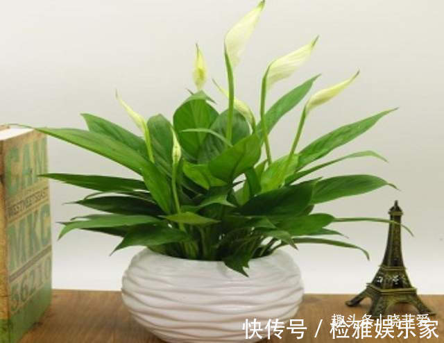 叶片|8种“喜水花”，不怕浇死了，越浇水长得越旺，手不勤养不活