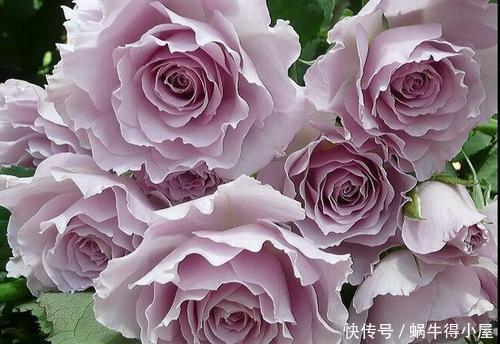 庆典|4种浓香型月季,好养好看又抗病,养一株清香四溢,我就养了6棵