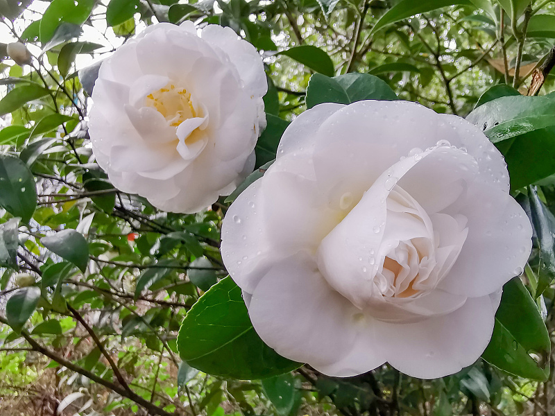 北方能过冬的庭院植物推荐