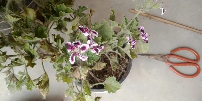 杜鹃|这10种花，夏天快搬屋里，不然全都晒死~