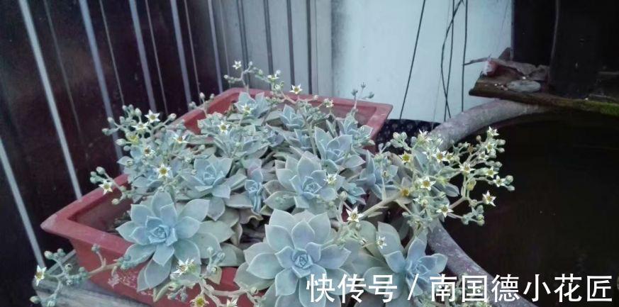 2种普通又皮实的多肉，枝叶旺颜色美易繁殖，养好了一样是精品