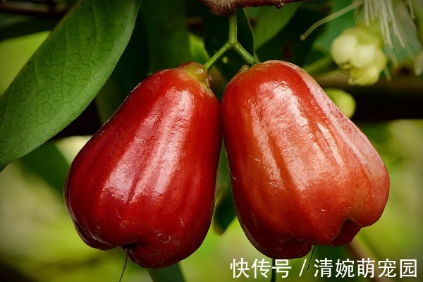 水果|莲雾营养丰富,堪称“水果王”,还有4种重要功效,尤其适合女性