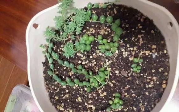 蟹爪兰|养花爱好者看过来这15种花现在“扦插”,生根快,一个周就长芽