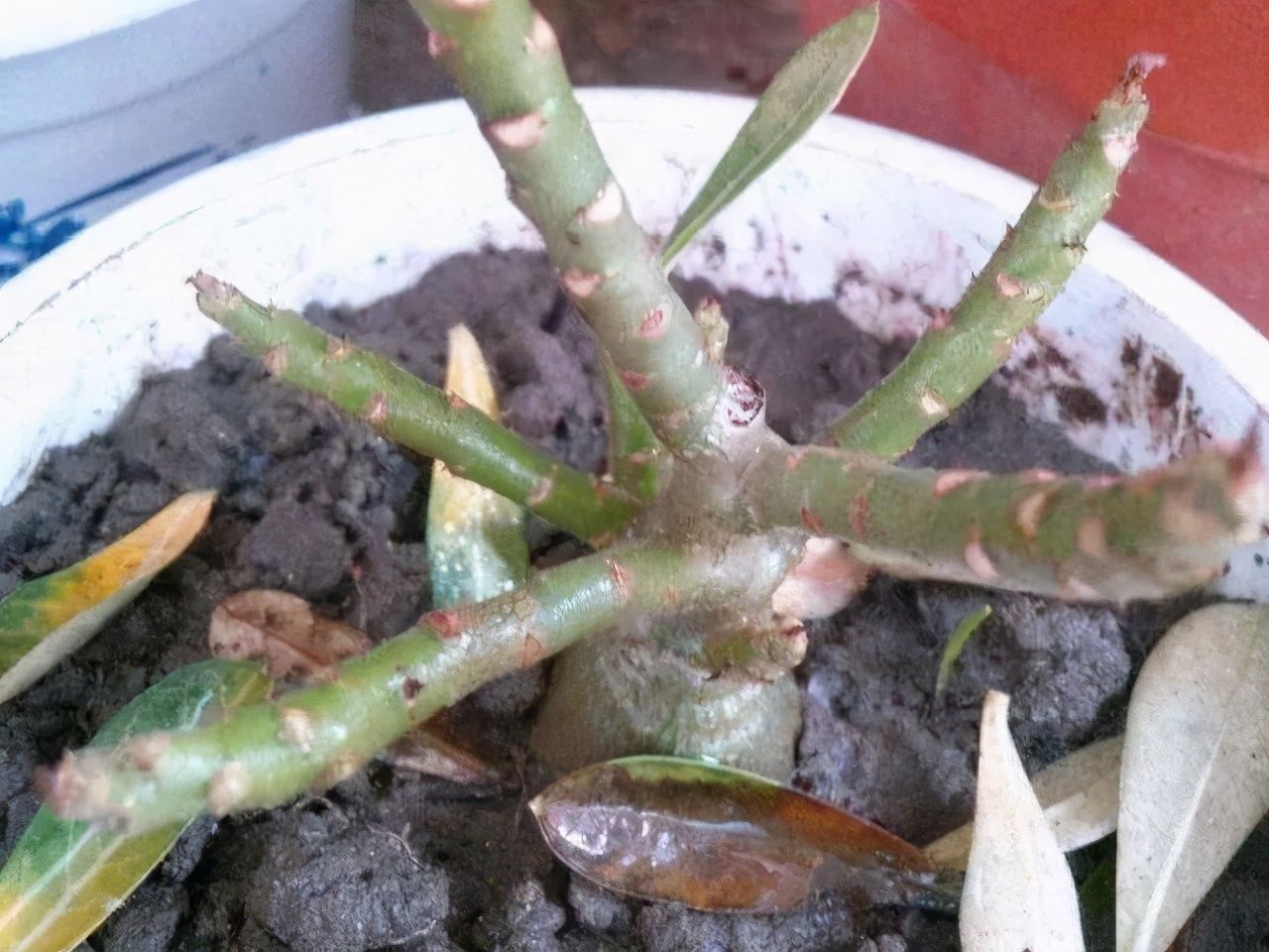 竹芋|11月，千万别买这种花，养不活惹一肚子气