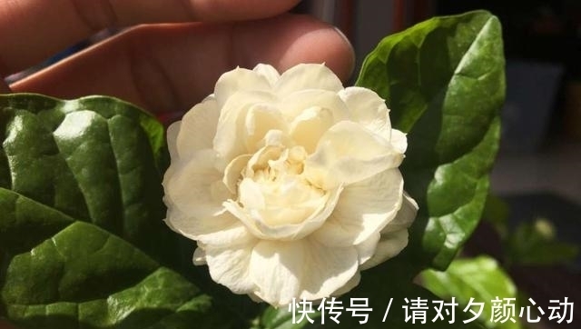 开花|最厉害的促花水,每个月给栀子茉莉喝一碗,顺利开花,香味浓