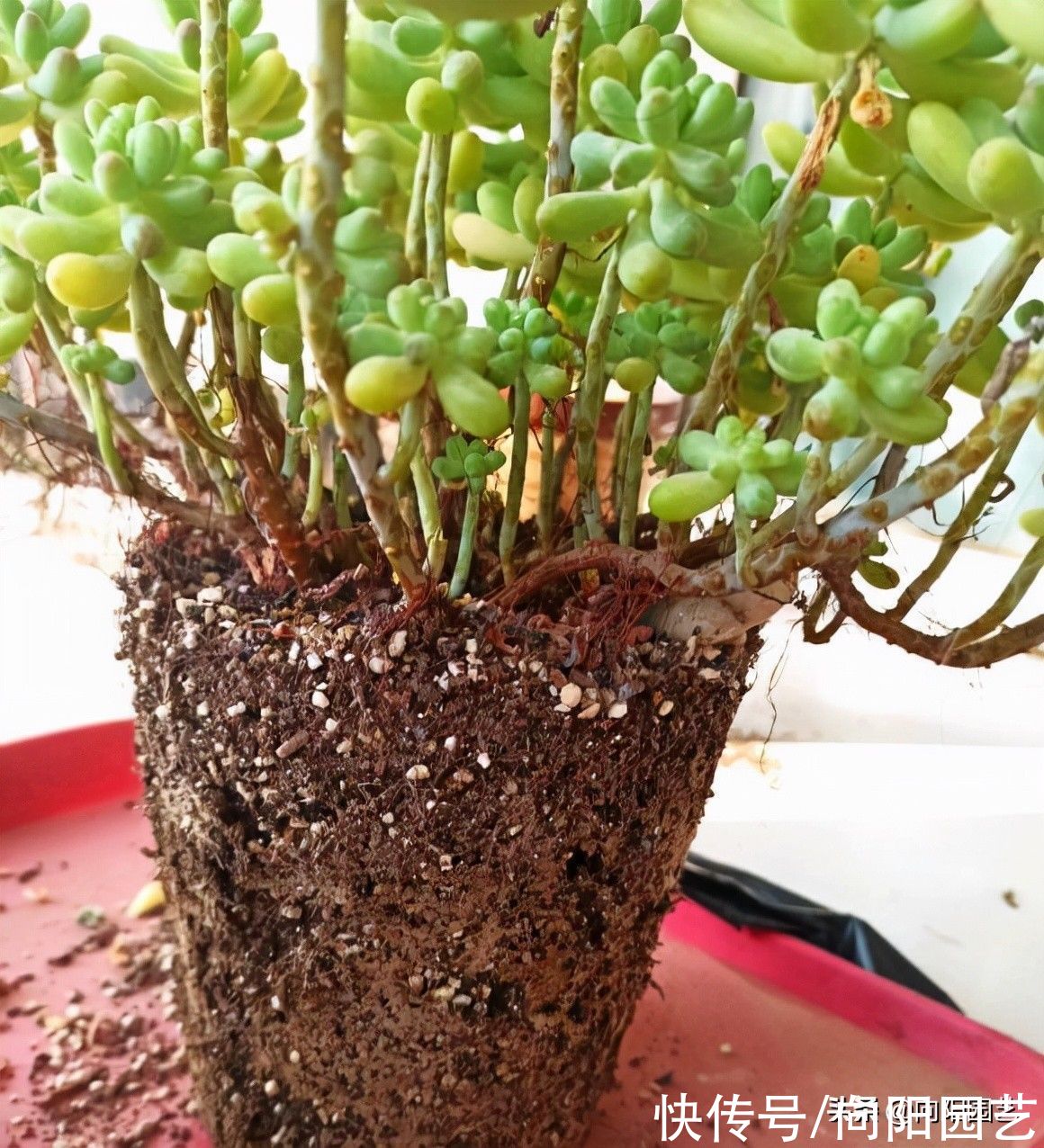 腐殖土|种多肉非要买土吗？不花钱的营养土：腐殖土配松针，顶呱呱好用