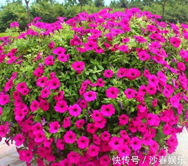 阳台|阳台变成“美花海”，全靠这2种花，花色明亮，花朵成簇