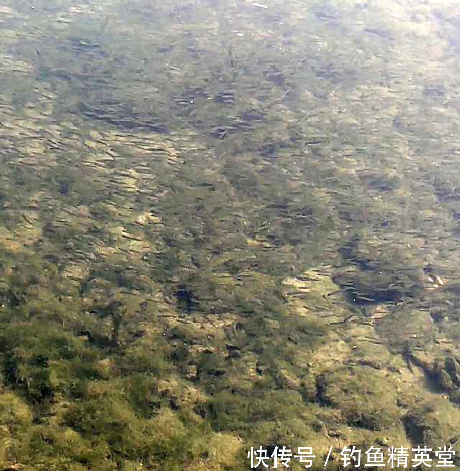 野钓白条的几种方法,上鱼速度一绝,一天钓十几斤是家常便饭