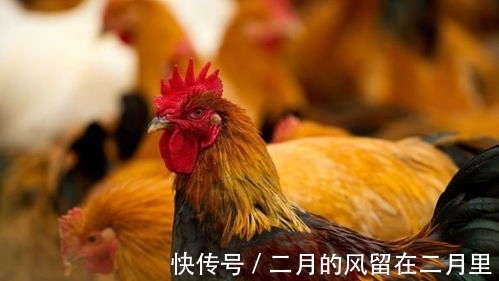 生肖鸡|7月上旬,偏财活跃,福气紧随,生活将会眉眼带笑的3生肖