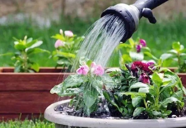 1年四季只用“2种水”浇花，盆土疏松不板结，很实用