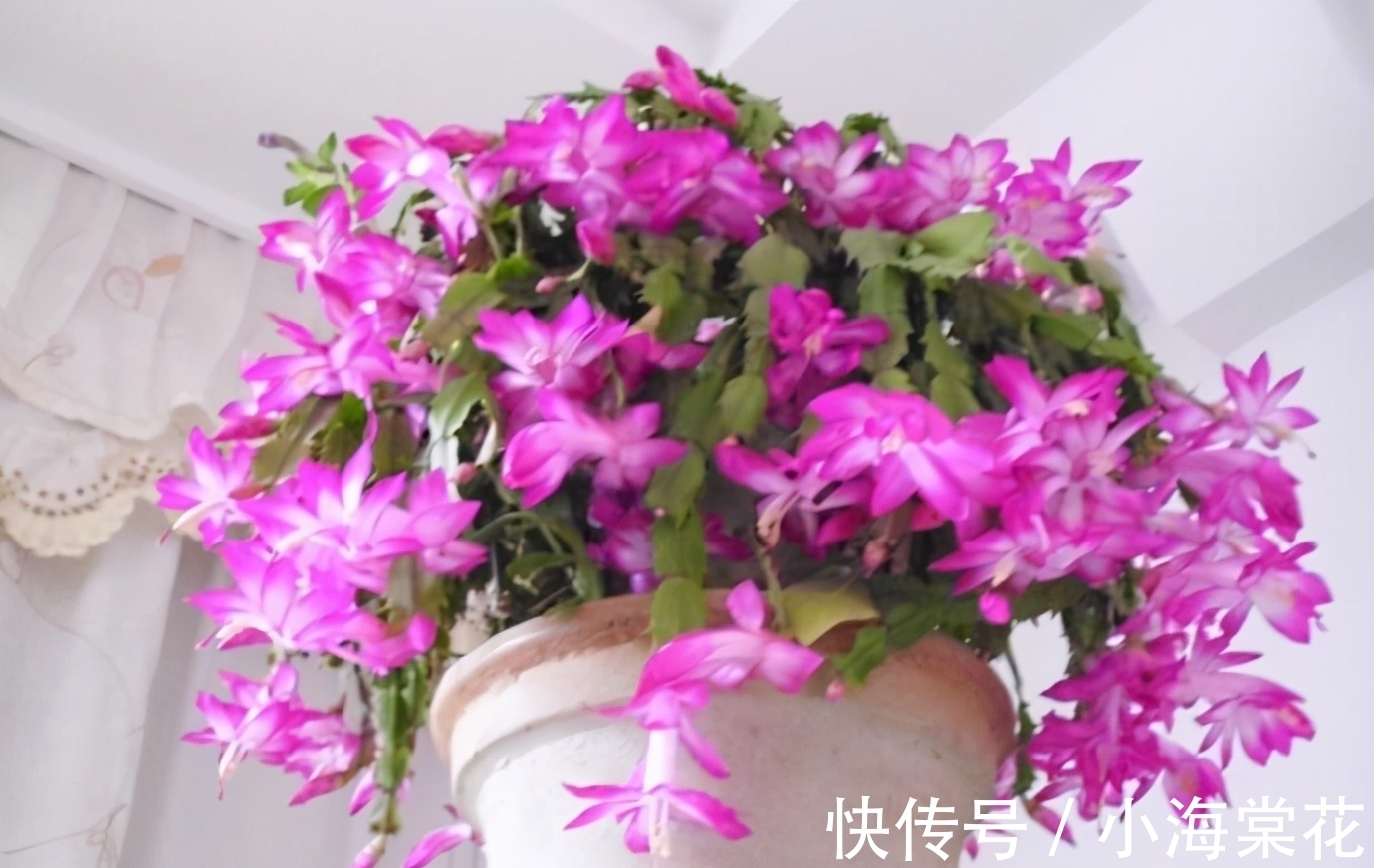 想嫁接蟹爪兰别等了,嫁接掌握4个“关键”,养到秋天枝繁叶茂