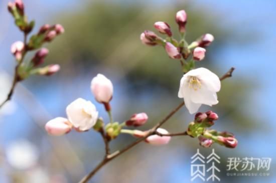 普陀宗乘之庙|“消息树”落幕 南京鸡鸣寺樱花树将进入盛花期