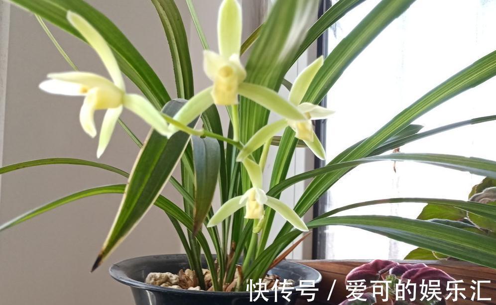 家庭栽培兰花如何挑选,学会这些基础,也能买到好兰花