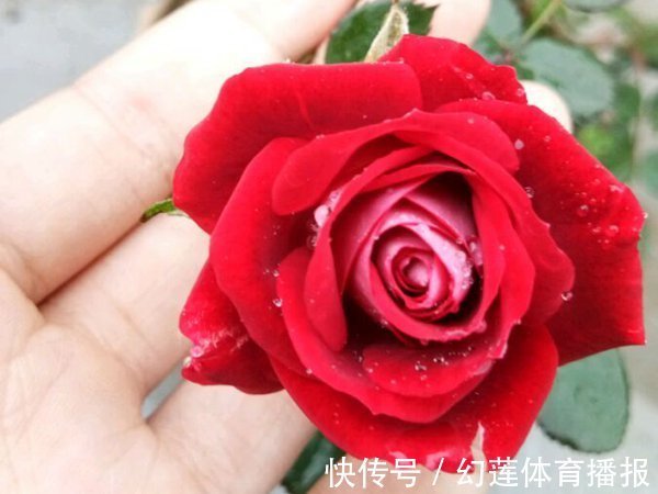 喜欢玫瑰,那就养“传统玫瑰”藤本小女孩,绚丽多姿,轻松爆盆!