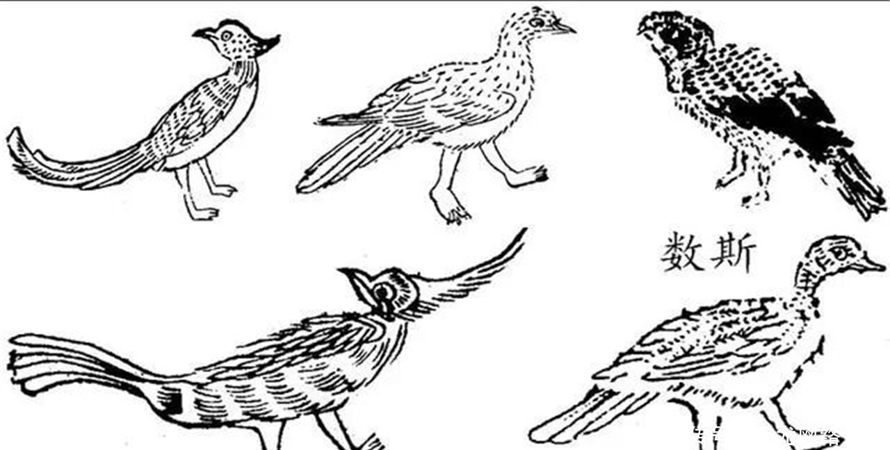 数斯|《山海经》中的“数斯”不是神话,而是真的存在!