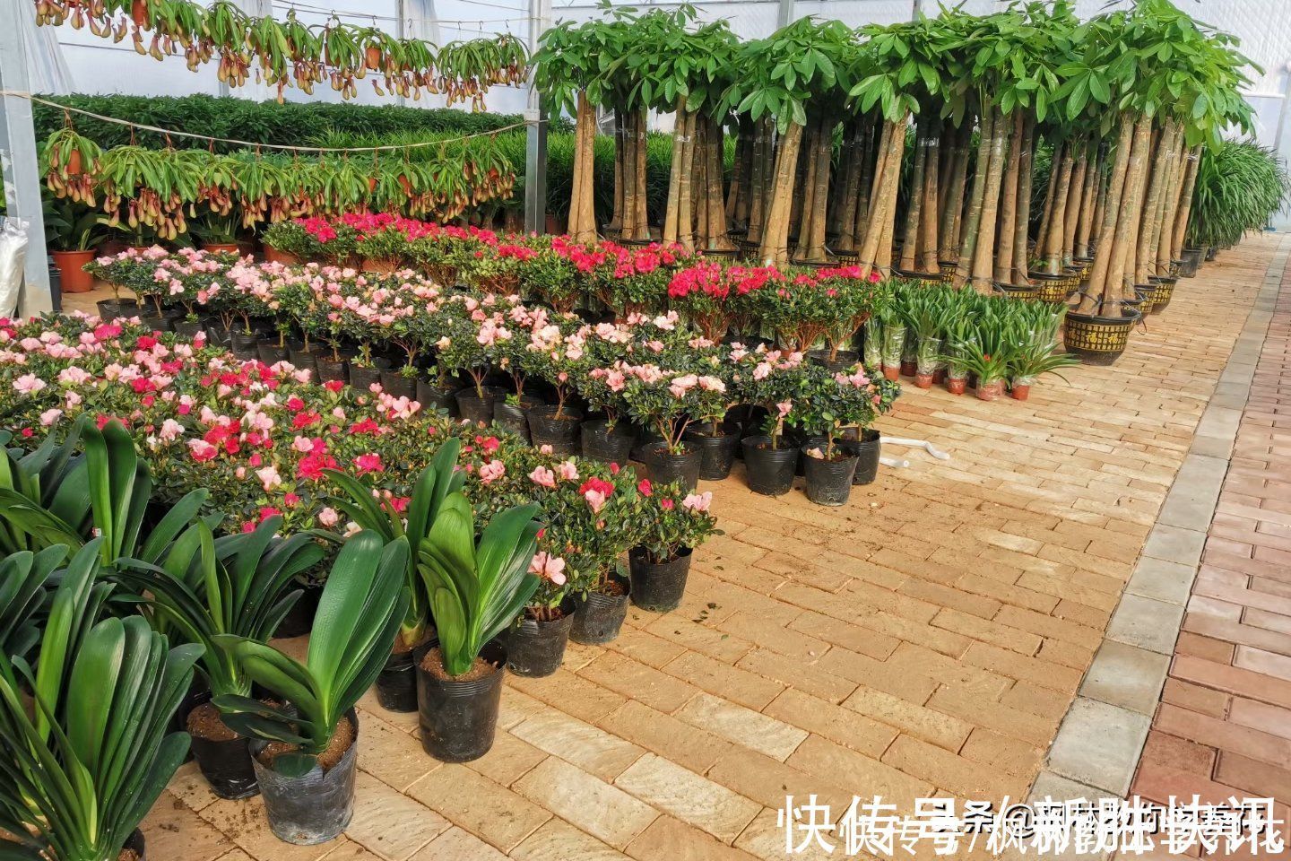 花店花的种类图片大全 花店花的种类图片大全