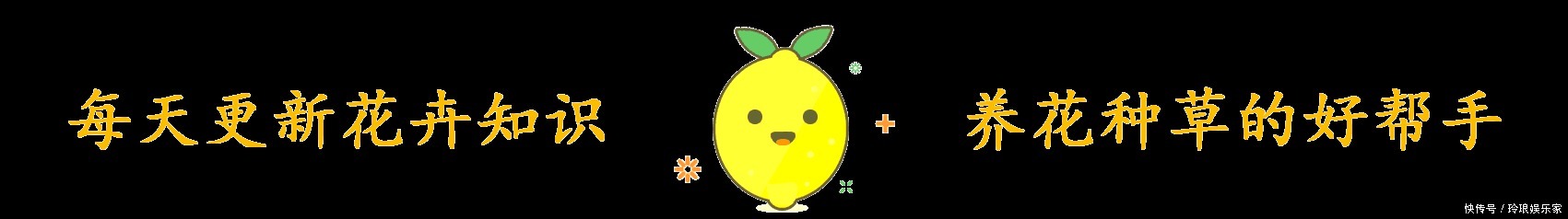 养护|这4种花,“大胆”浇水长得更好,水越多根越旺,开花你就赚了!