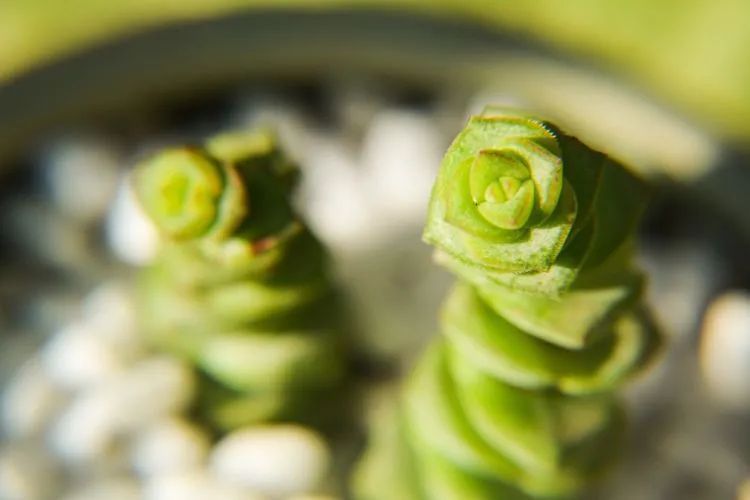 面朝大海的多肉们,在四季变迁中生生不息!