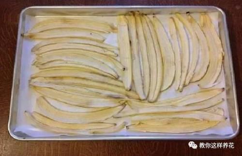 花草养不活，放点香蕉皮，打鸡血一样疯长！