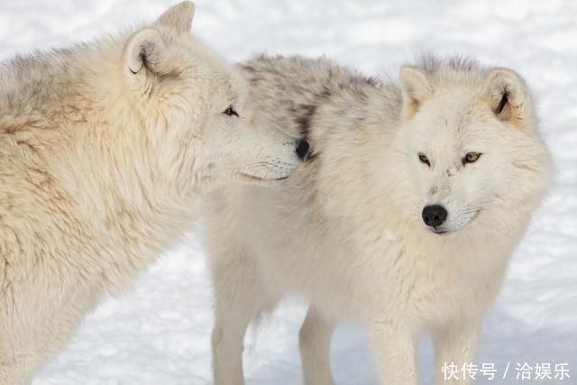 加拿大感受如此奇特,游客随便哪个季节都值得感受