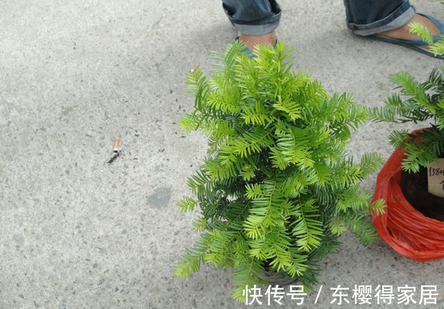 授粉|红豆杉只开花不结果,只要找准原因及时解决,满树结满红果果