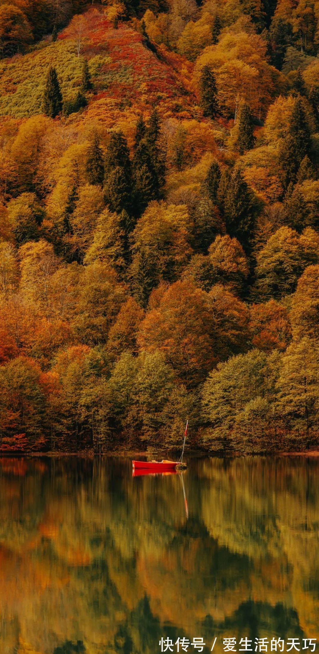 花解语|2172手机壁纸|温柔扑了个空才长记性