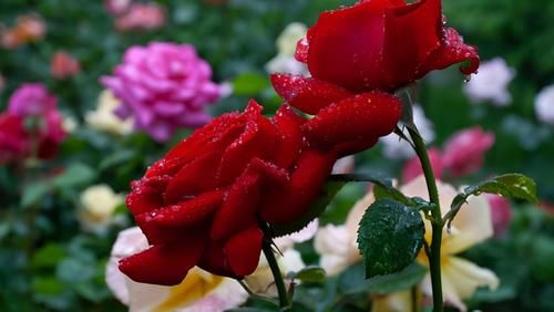 加仑盆|总有人抱怨,养不好盆栽的月季,做好6点,养好月季盆栽也很轻松