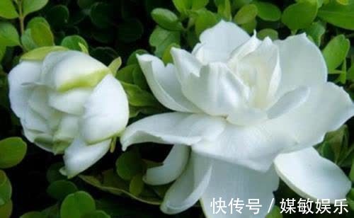 4种“陷阱”花,不适合新手,花店遇到要避开,别白花买花钱