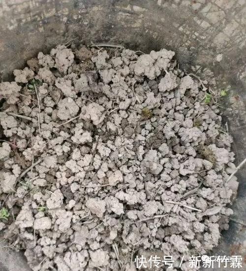 花盆里撒一把“粉末”,防冻杀菌增肥力,根壮叶绿,猛长个!