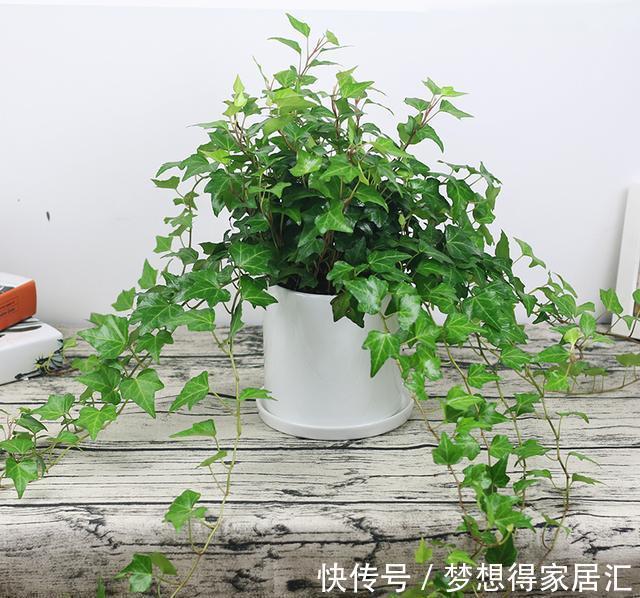 绿萝|7种“健康花”，家里养一盆，寓意好，有格调，寿命长，还干净
