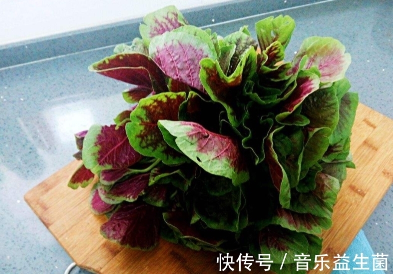 根部|這種野菜一身都是寶，農民總是吃葉子，卻不知根的價值才最高！