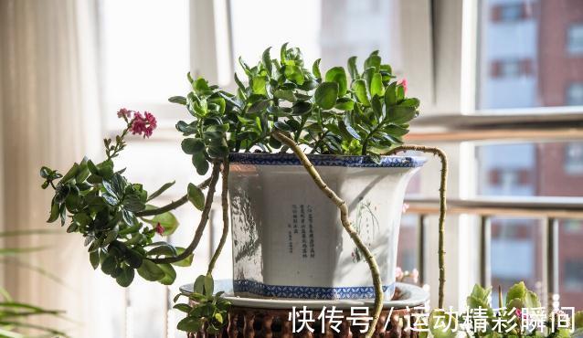 花盆里的小飞虫到处乱飞怎么办？教你几个小方法，实用