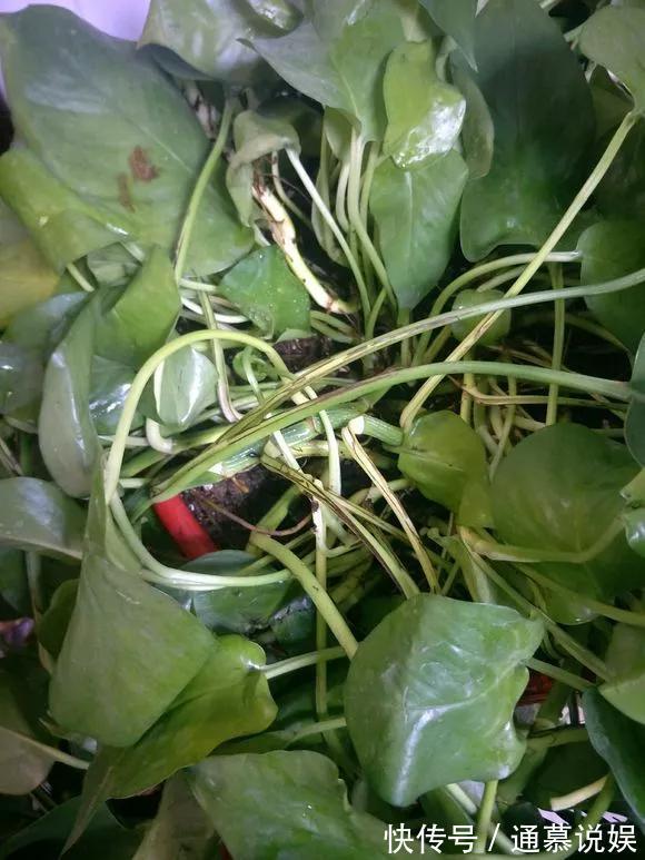 长势|咋“折腾”都不死的4种花,越修剪越旺,很难养死