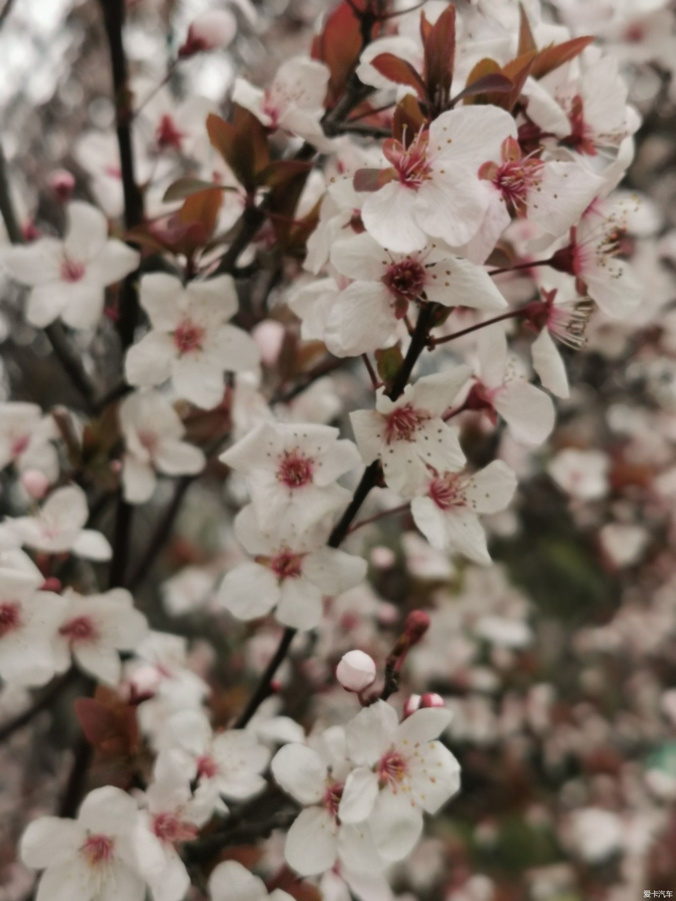 紫李花盛开期