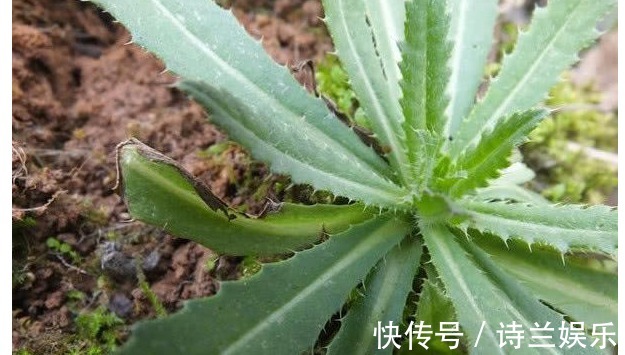 治病|以下常见的野草,能当野菜还能治病,对身体也很好