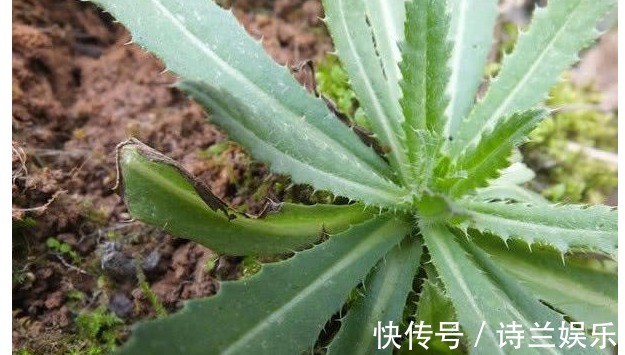 治病|以下常见的野草，能当野菜还能治病，对身体也很好