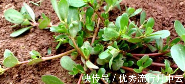 蒸菜|农村的这些野菜,你挖过么!