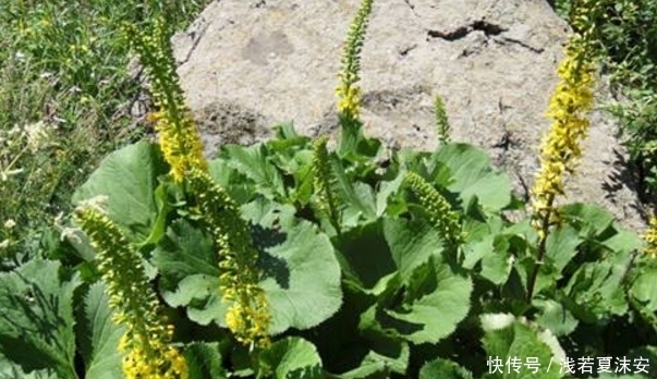 农村路边这4大野草,说得出三种名字以上的,肯定是地道农村人!