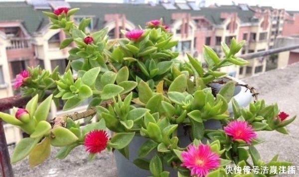 枸杞|冬天别的花可以不养,但是这6种,不养就亏了!