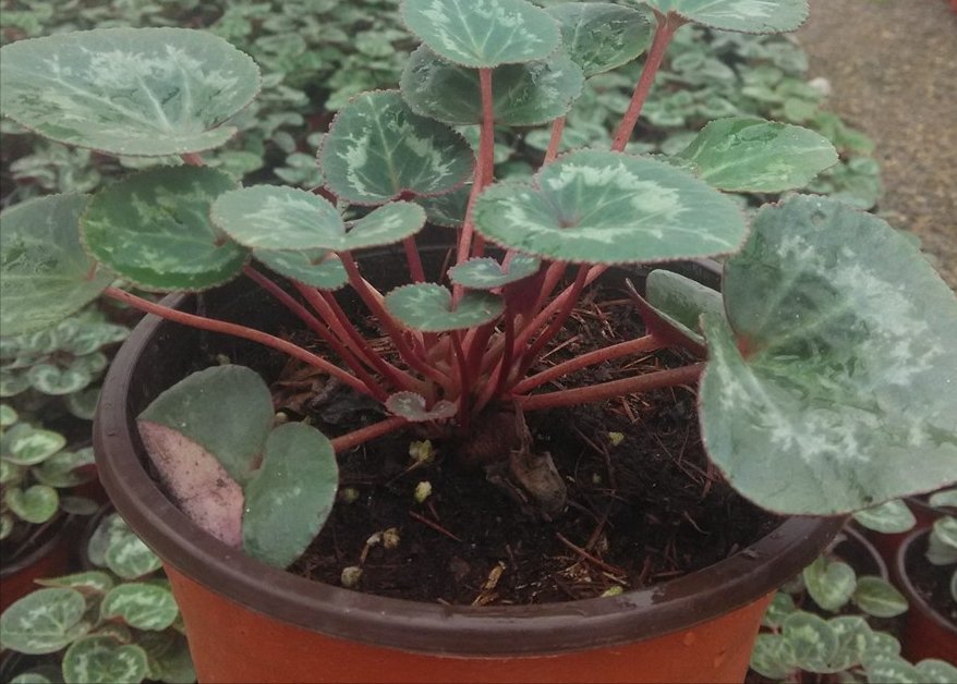 仙客来忒难养？3个小技巧，花朵一簇簇，开了180天