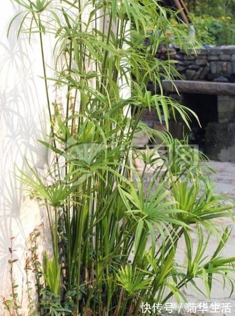 新手|这五种喜欢水的植物,随便浇水都不怕,适合新手养