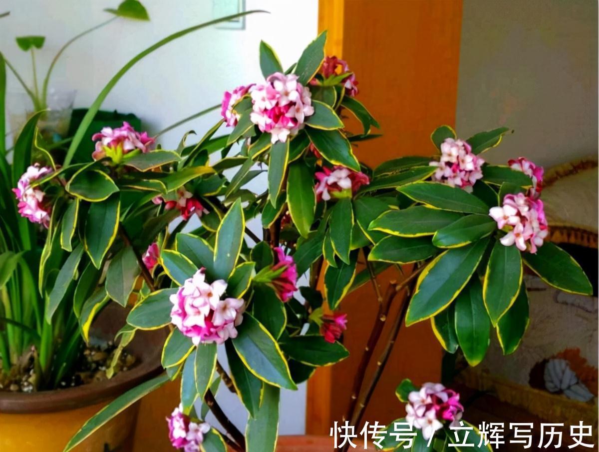 16种花被誉为冬日里的“开花机器”,喜欢就可以养起来,又美又香