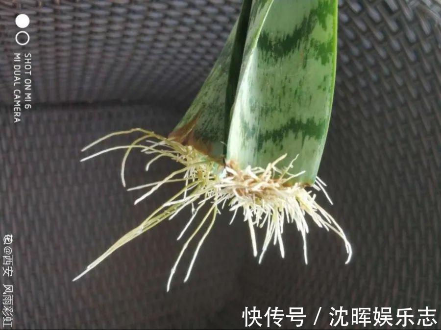 非洲堇|这花送人，只用送一片叶子，插土就活不心疼！