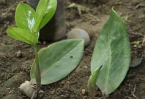 家里养4种花,只用叶子就能插活,方法也简单