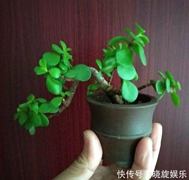 茶花|如果你在家里养这两朵花，炉子越小，每个人就越想养好“精品”