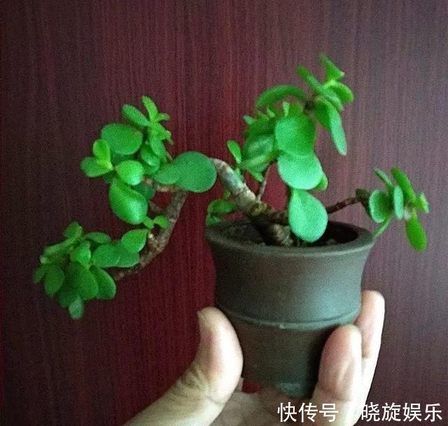 如果你在家里养这两朵花,炉子越小,每个人就越想养好“精品”